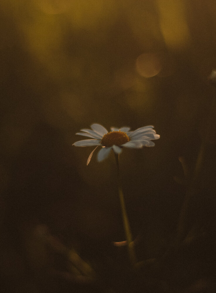 Photograph by Полина Шулятьева