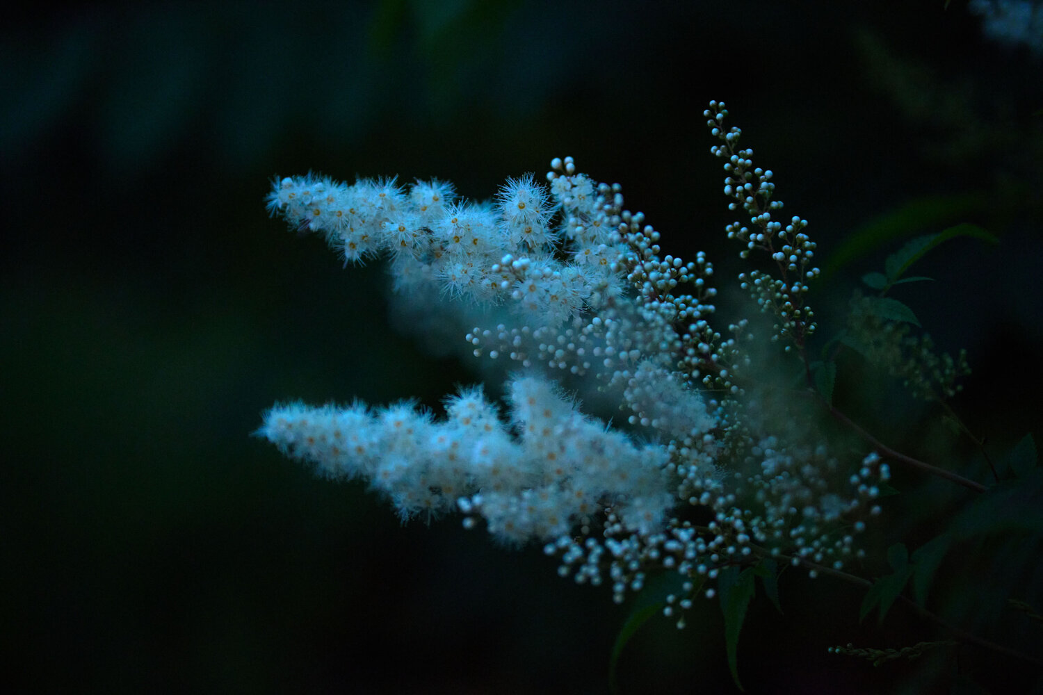 Photo #13857709