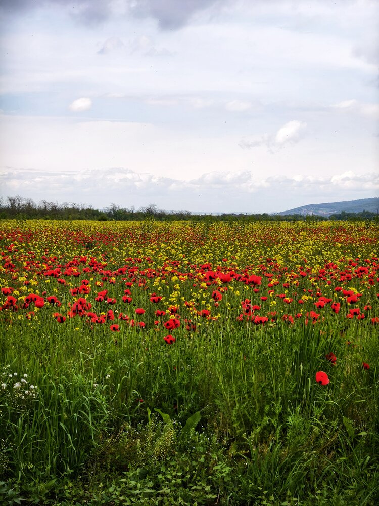 Photo #13857752