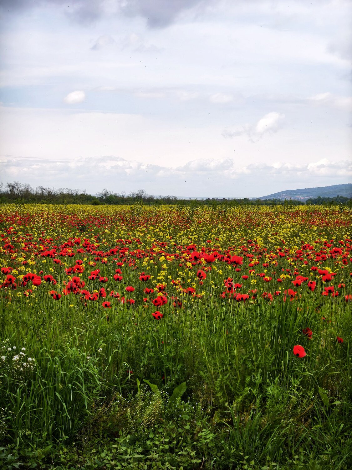Photo #13857752