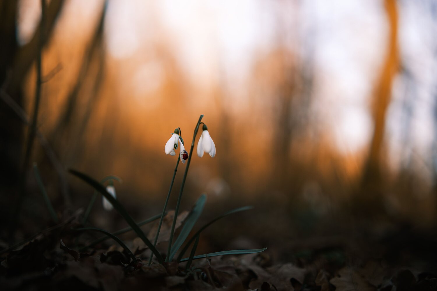 Photo #13857761