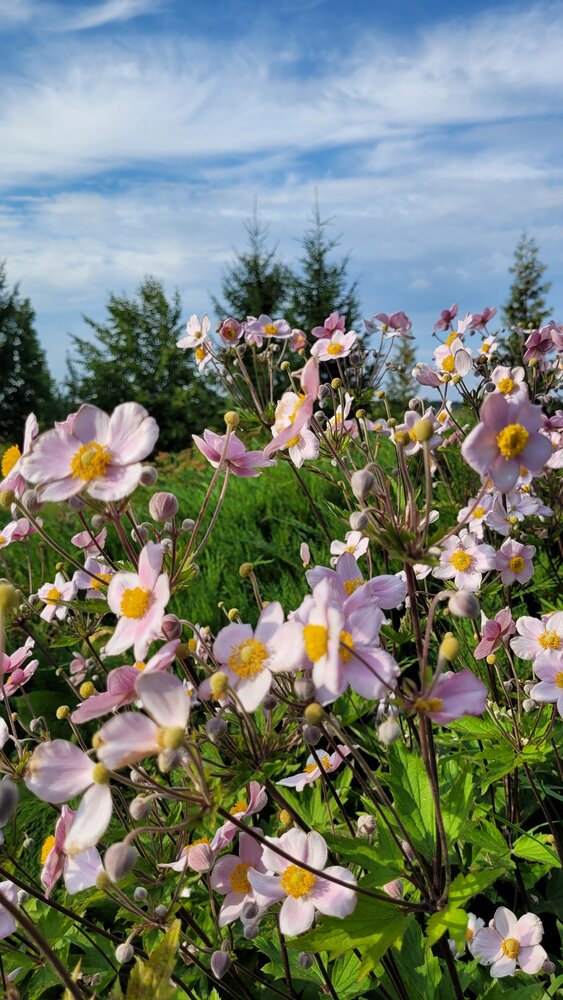 Photograph by Александра Карпикова
