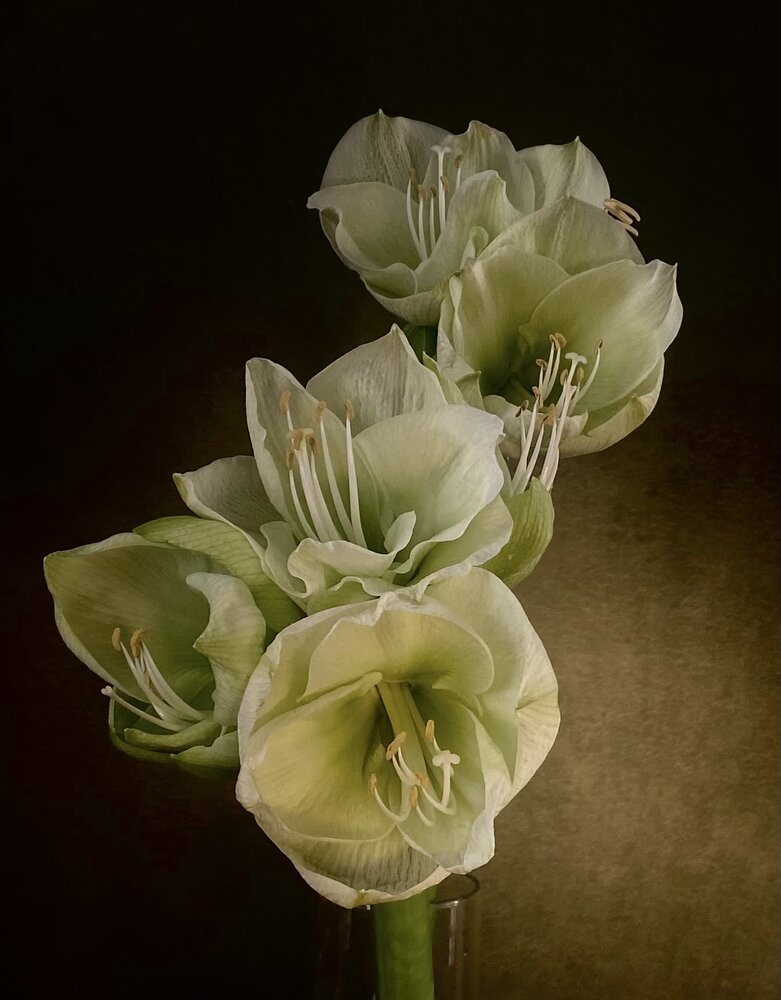 Photograph by Galina Sa