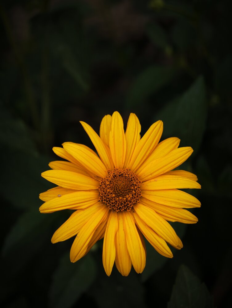 Photograph by Вячеслав Помазан