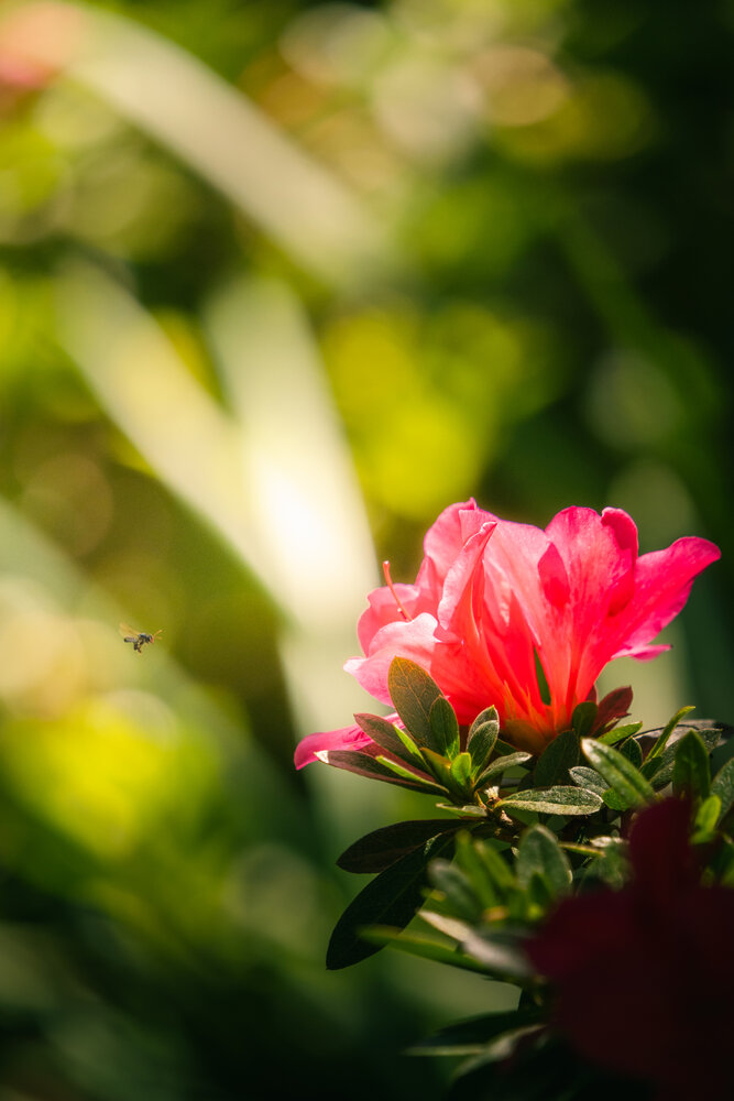 Photograph by KHOA