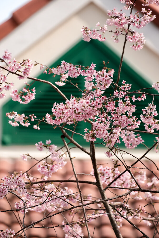 Photograph by KHOA