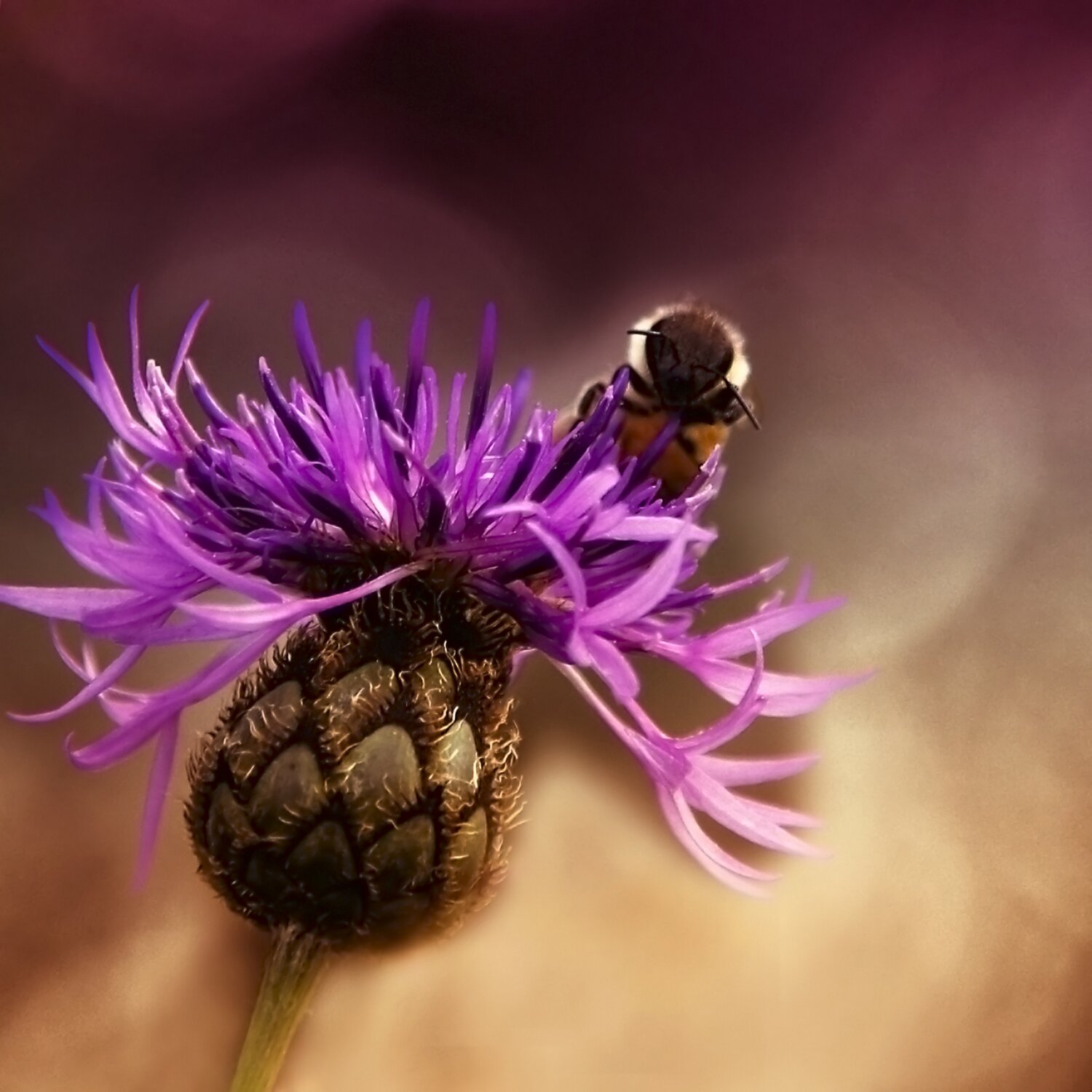 Bumblebee