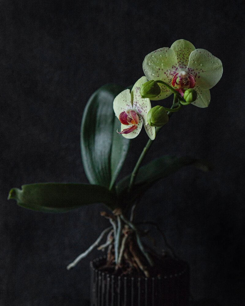 Photograph by Galina Sa
