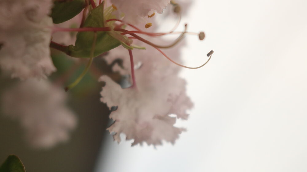 Photograph by Deasy Junita Dhani Hidayana
