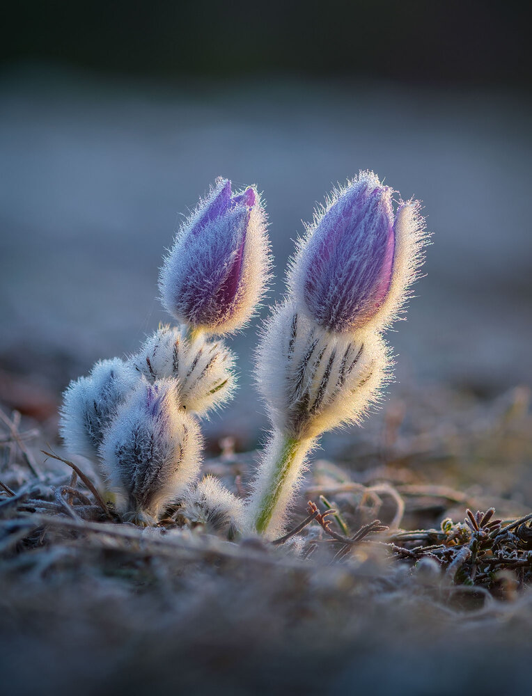 Photograph by Владимир Сковородников