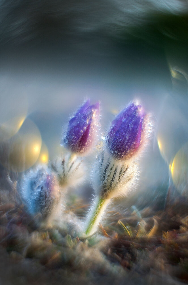 Photograph by Владимир Сковородников