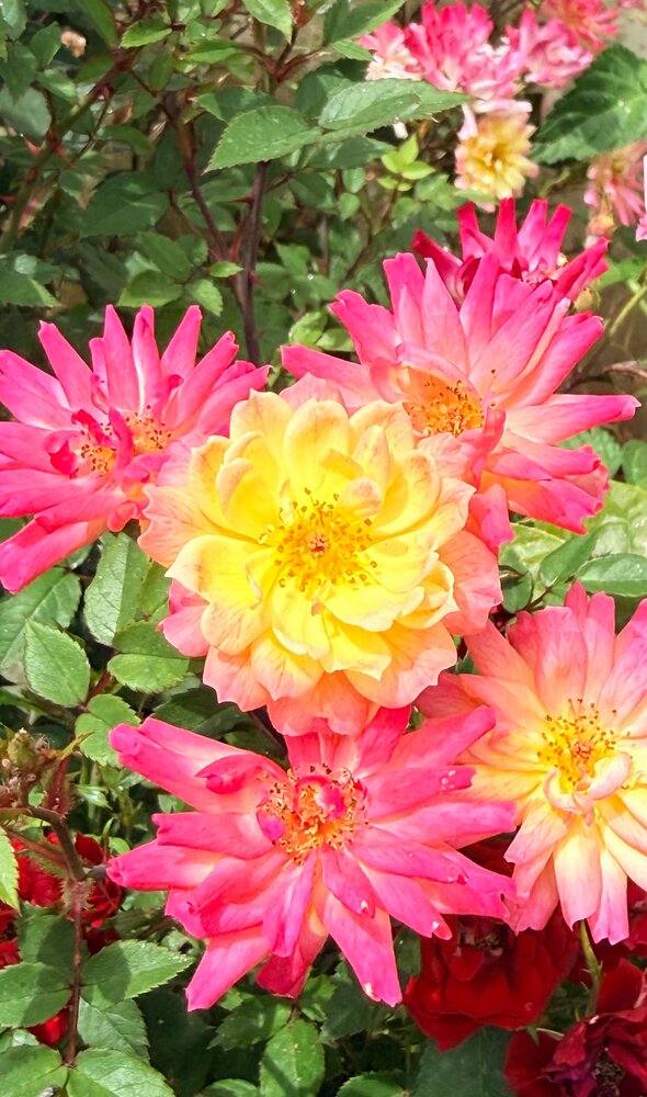 Photograph by Марина Горшкова