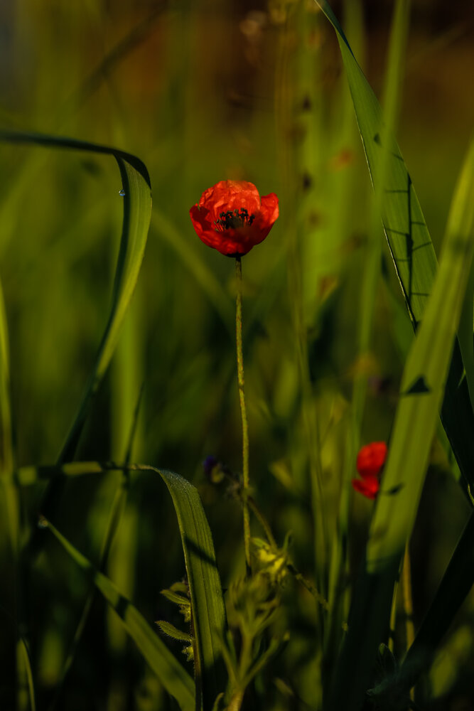 Photograph by Сергей Конюшенко