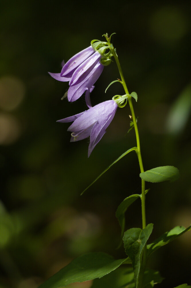 Whispers of the Forest / Gentle Bells