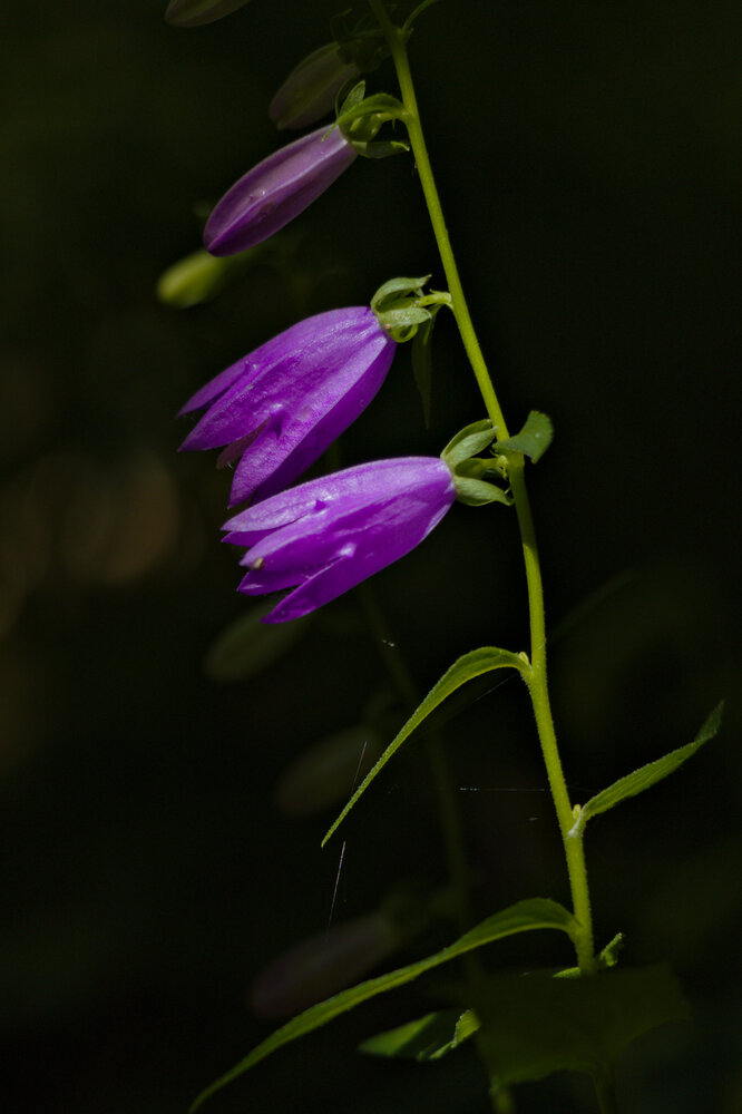 Twilight Chimes / Shadows and Petals