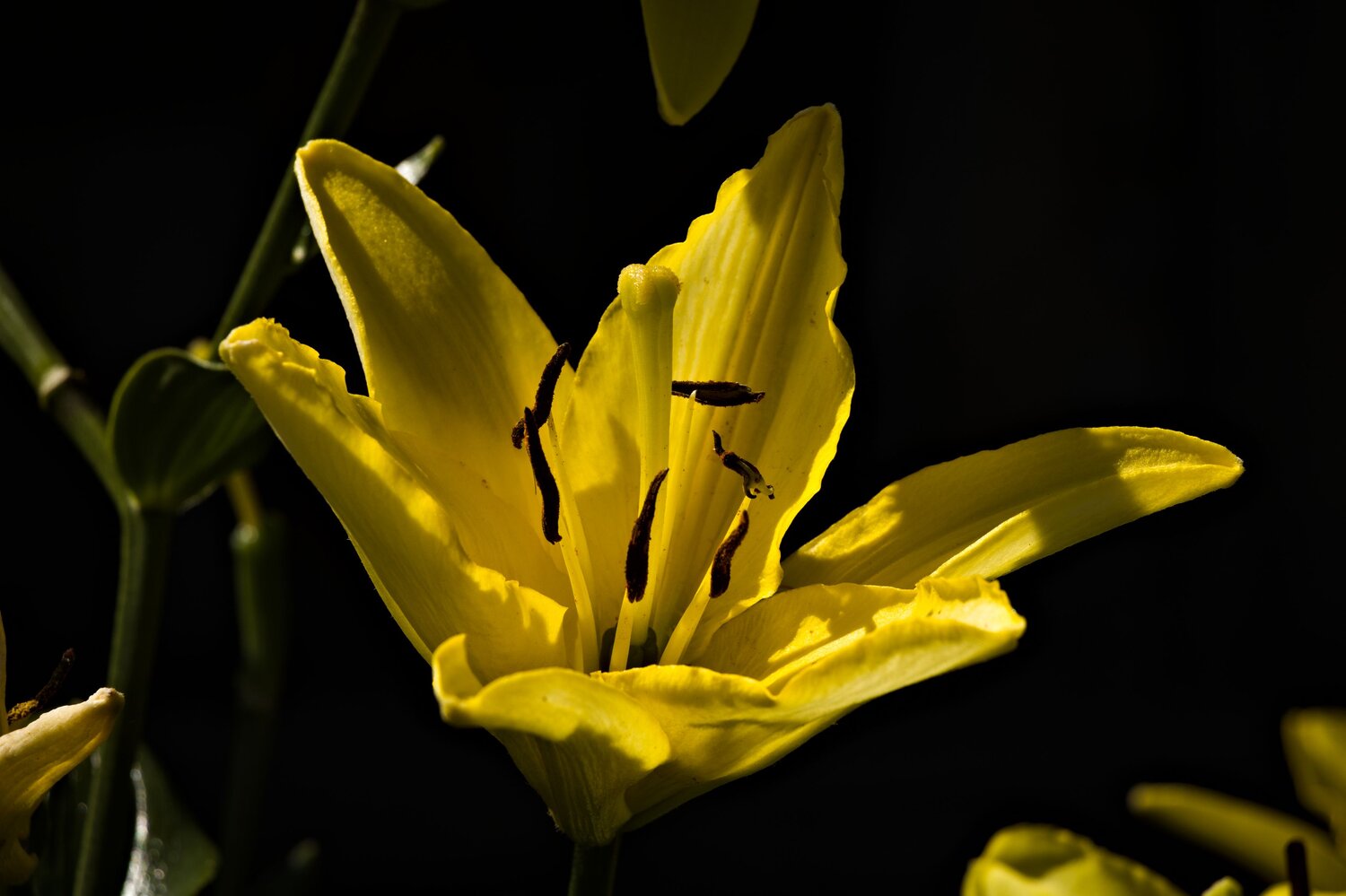 Golden Ray / The Heart of Lily