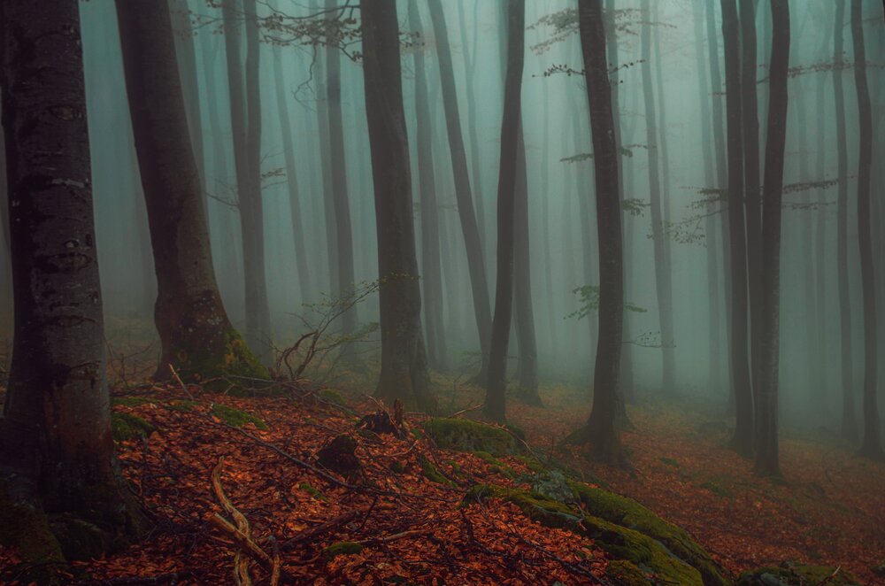 Photograph by Николов Андриян