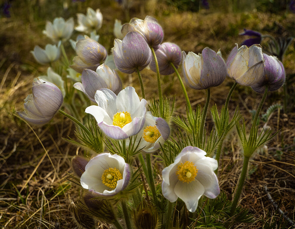 Photograph by Елена Григорович
