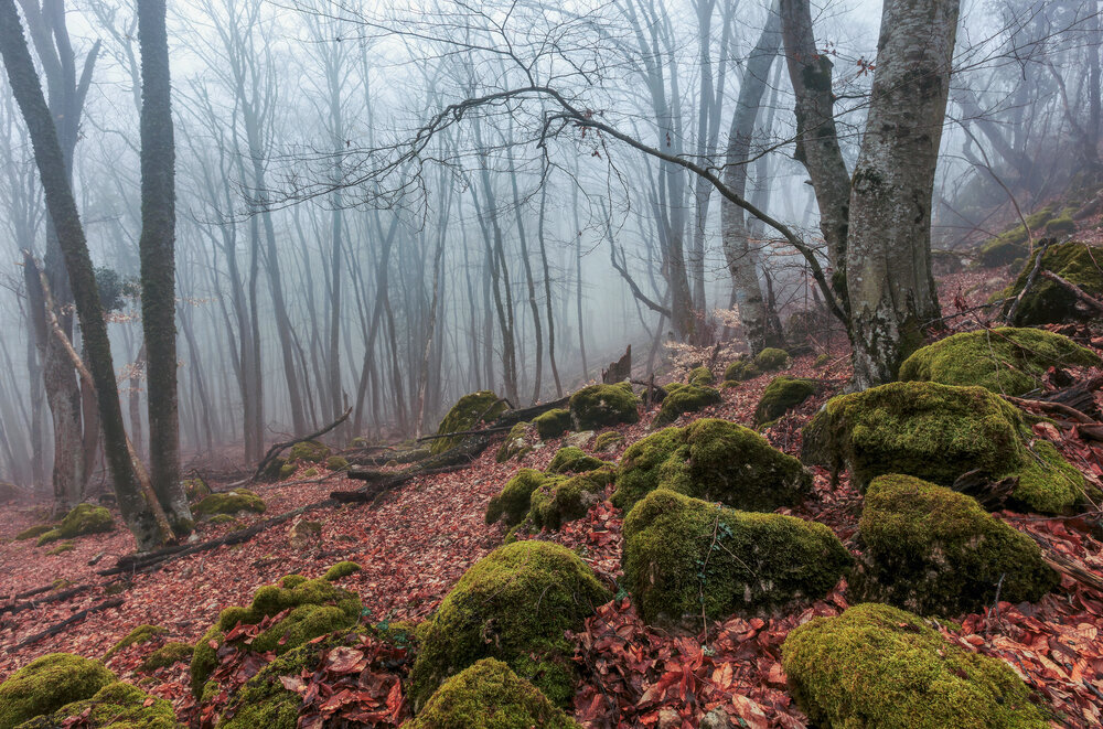 Фотография автора Щепотина Татьяна