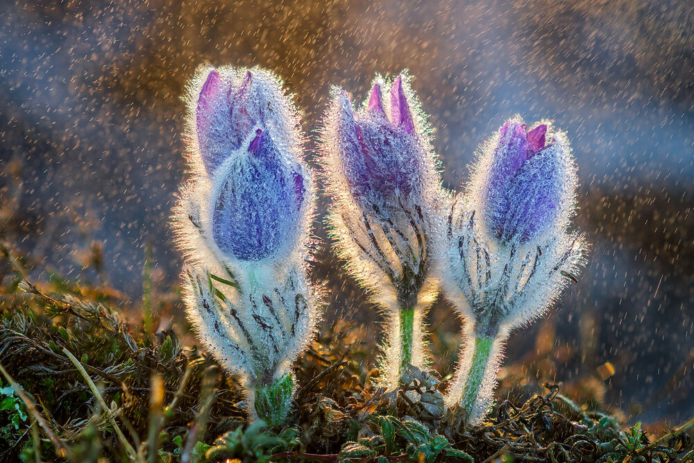 Photograph by Владимир Сковородников