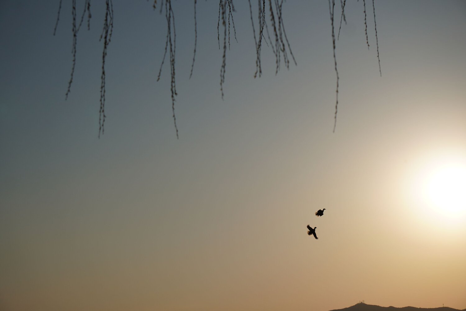 Photo #13858467