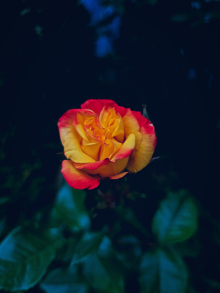 Photograph by Мариета Дорогавцева