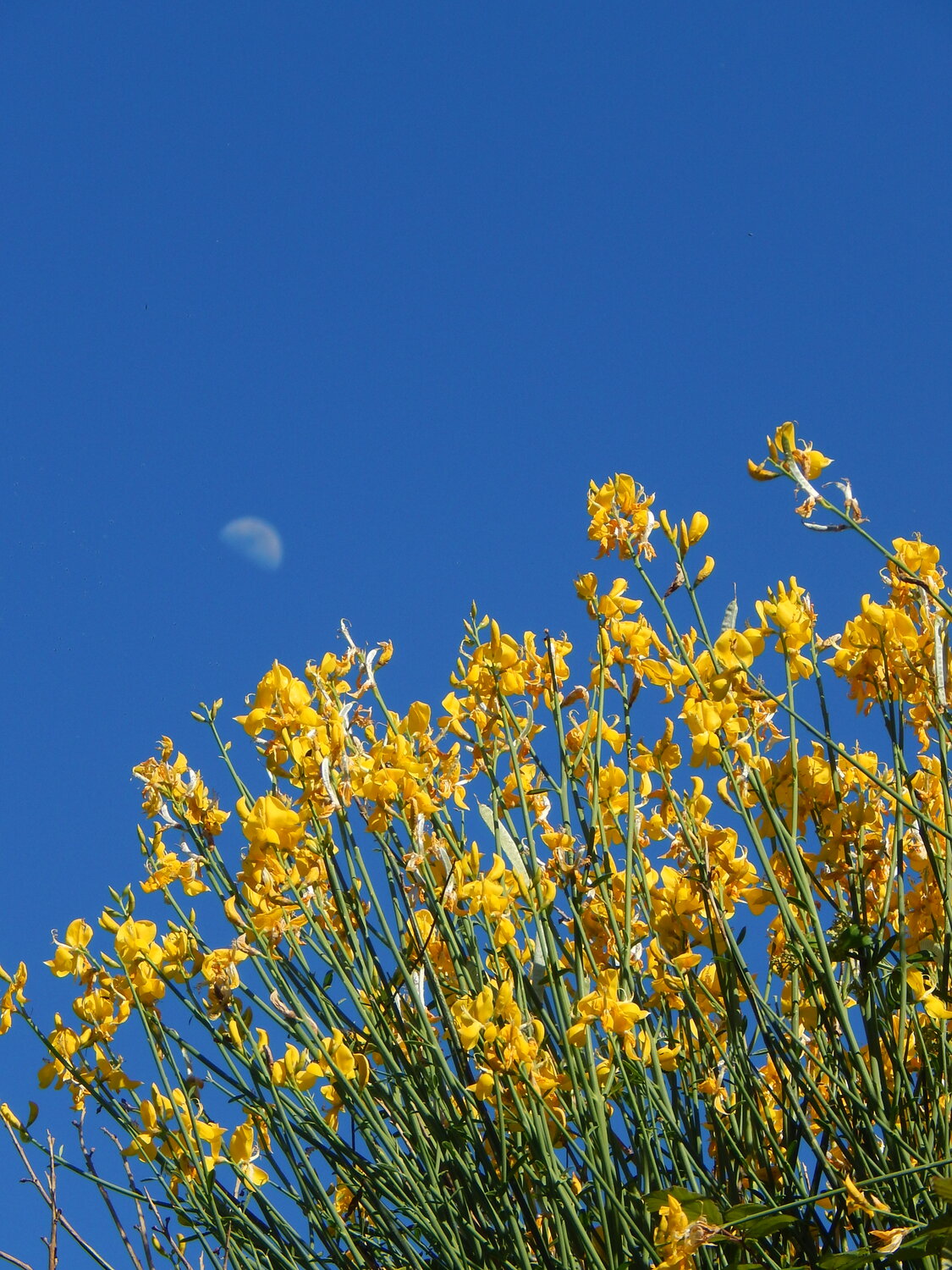 Moonward