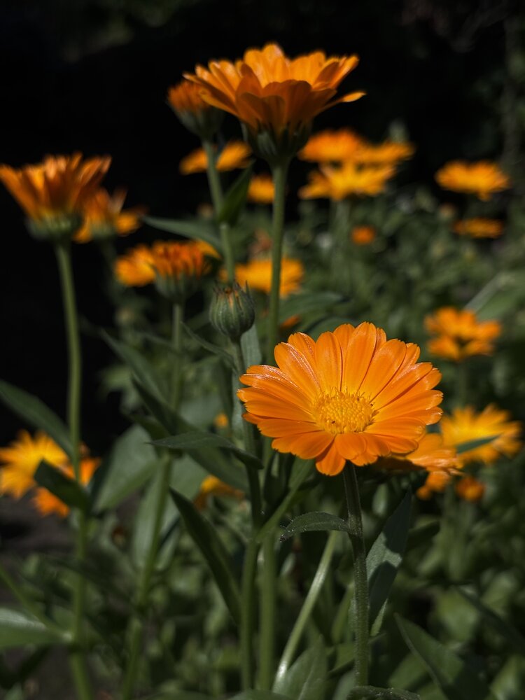 Photograph by Halina Mitsevich
