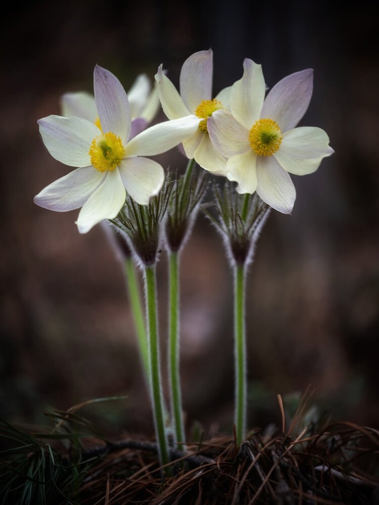 Photograph by Анастасия Глазюк
