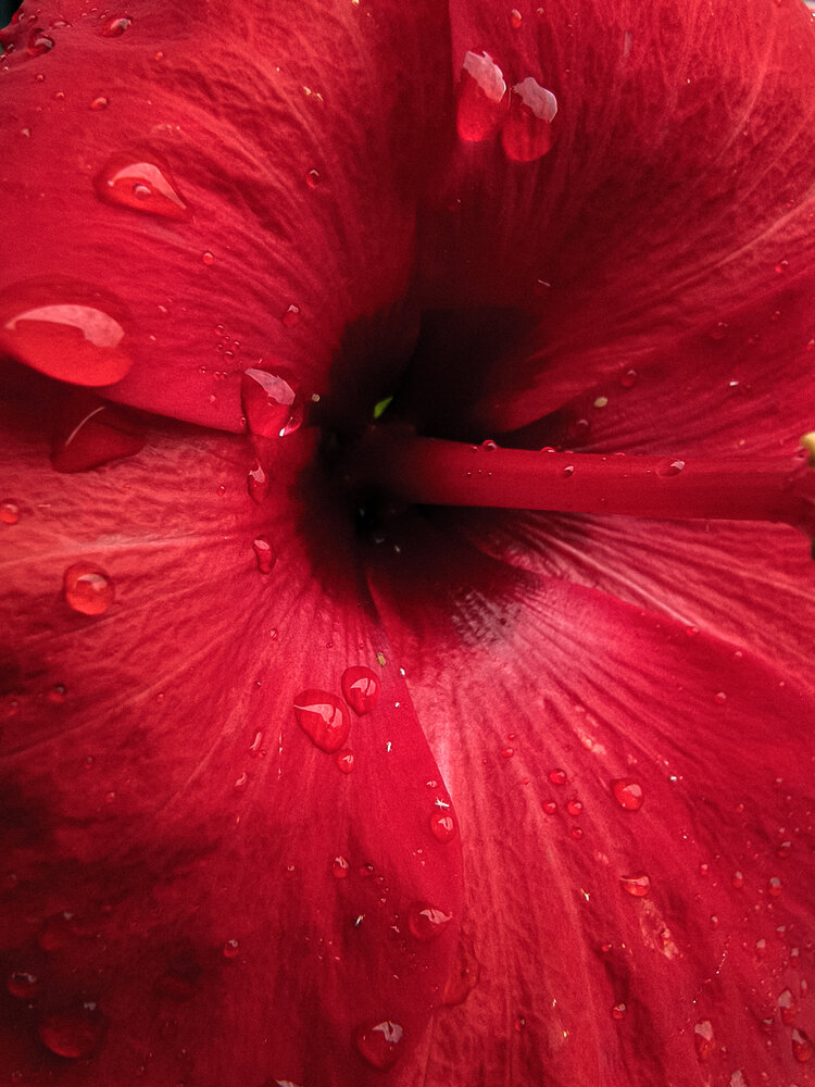 Hibiscus