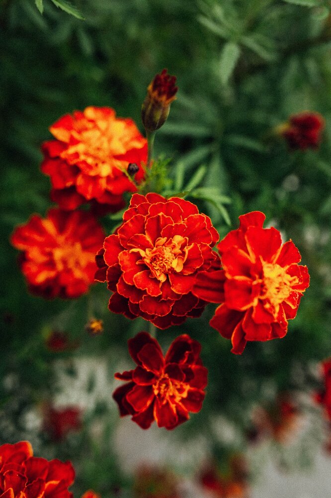 Photograph by Алена Полищук