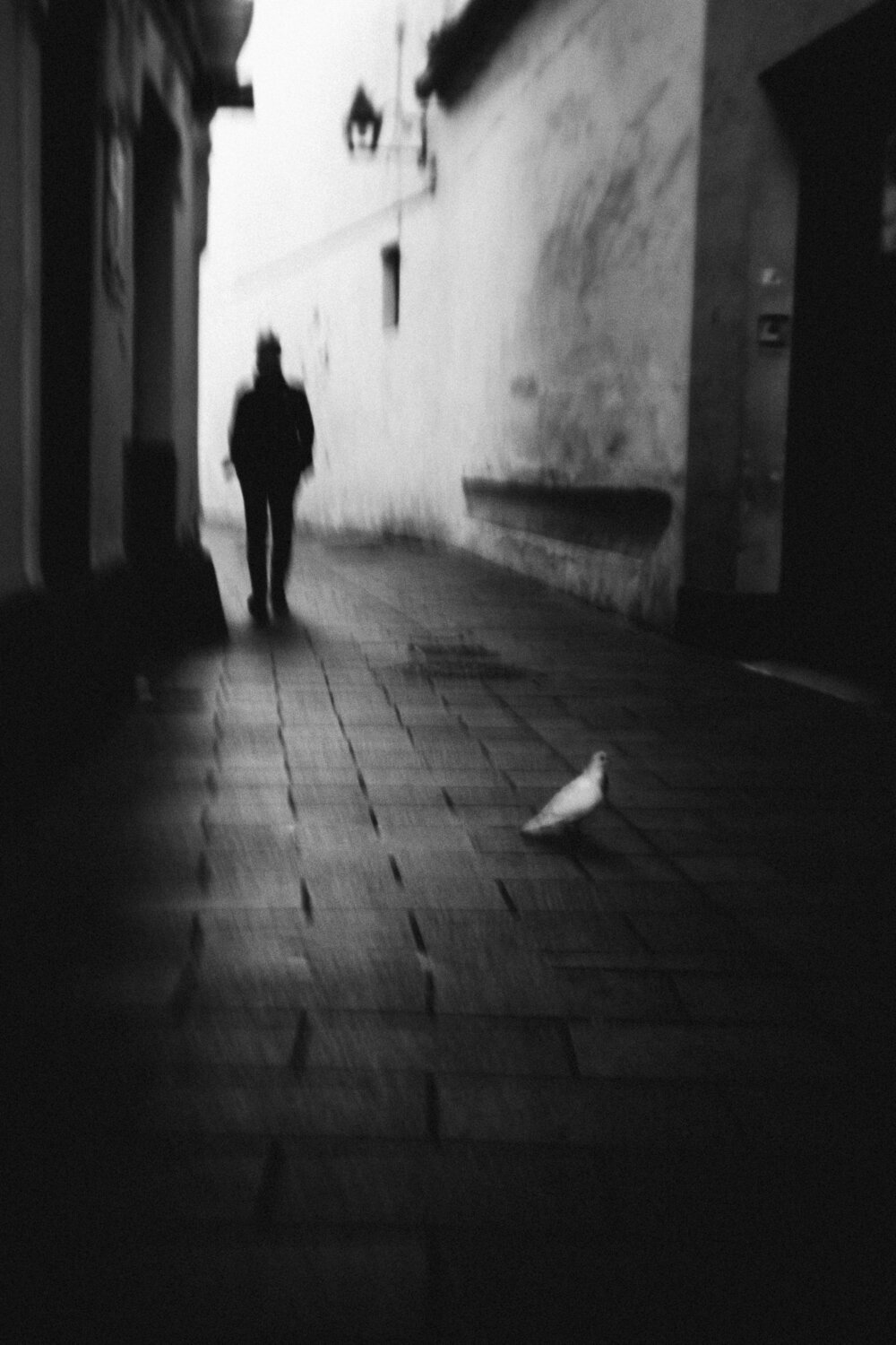 Man and dove