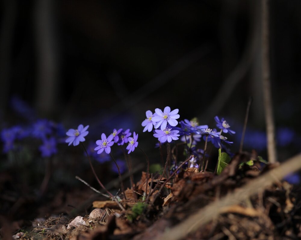 Photograph by Анатолий Буянов