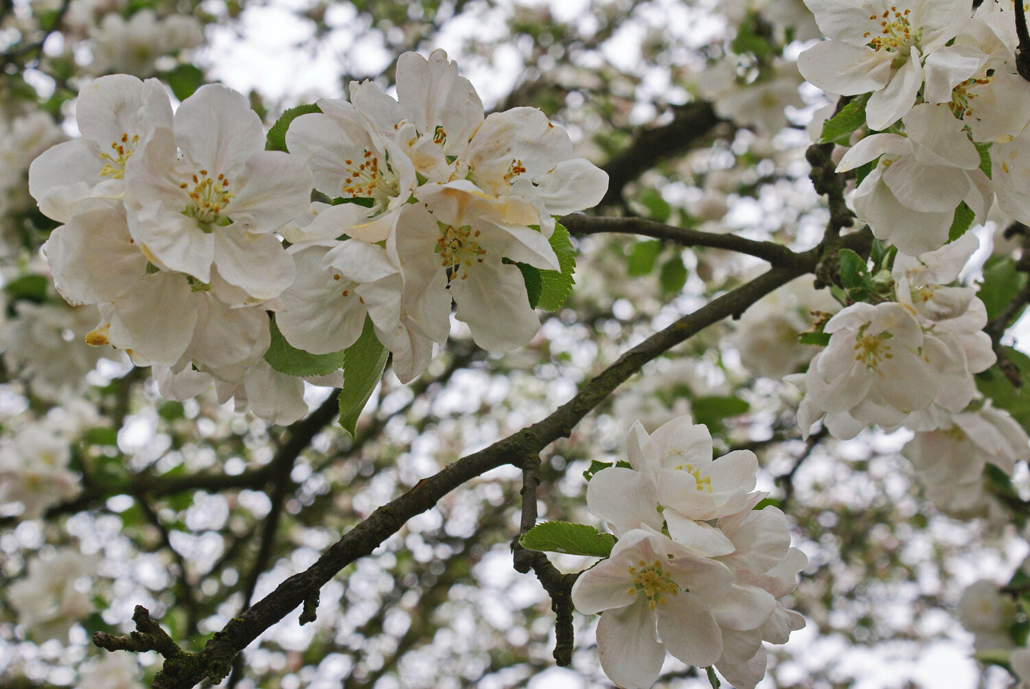 Photo #13858729