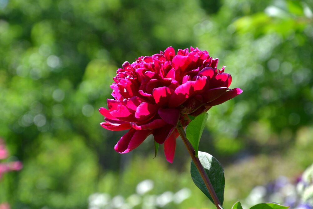 Photograph by Алина Николаева