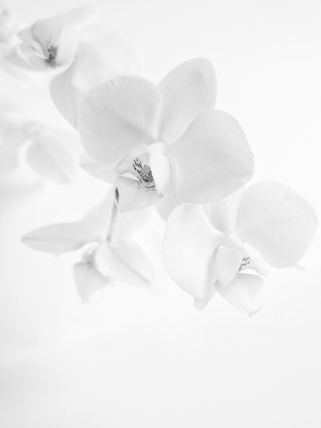Photo #13858758