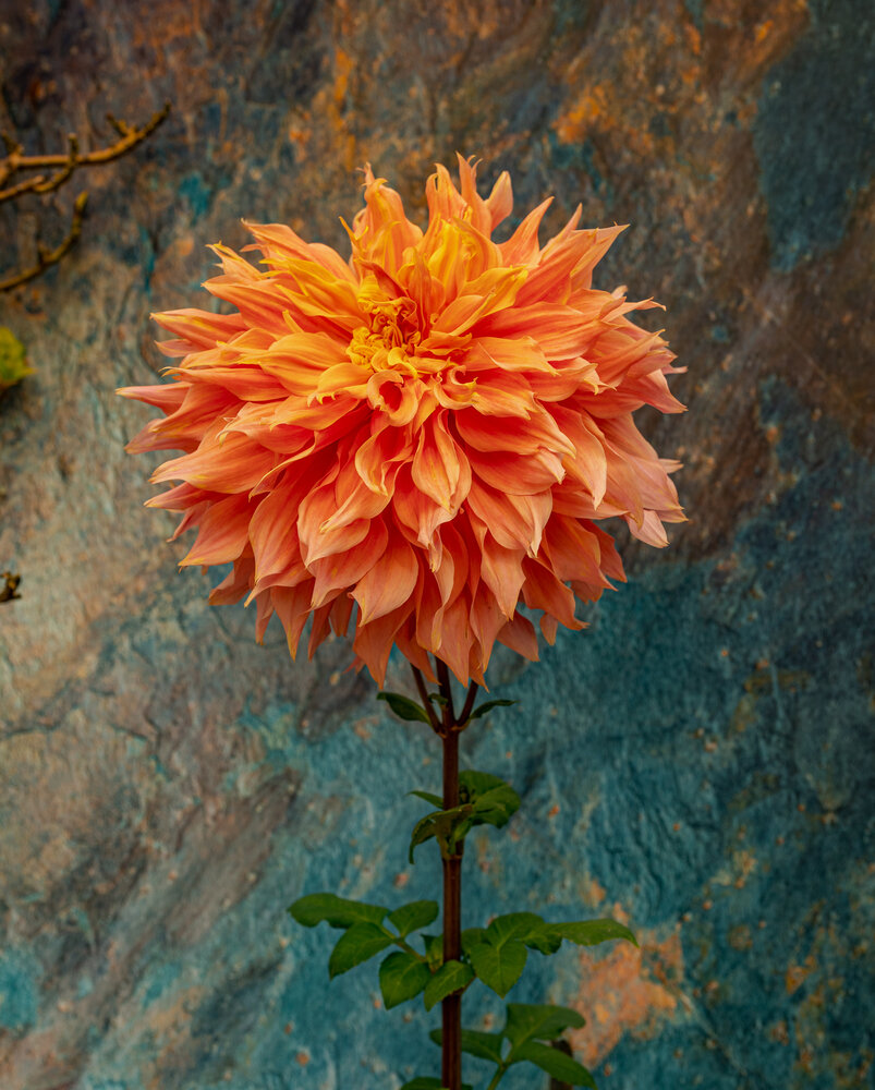 Photograph by sushovan sar