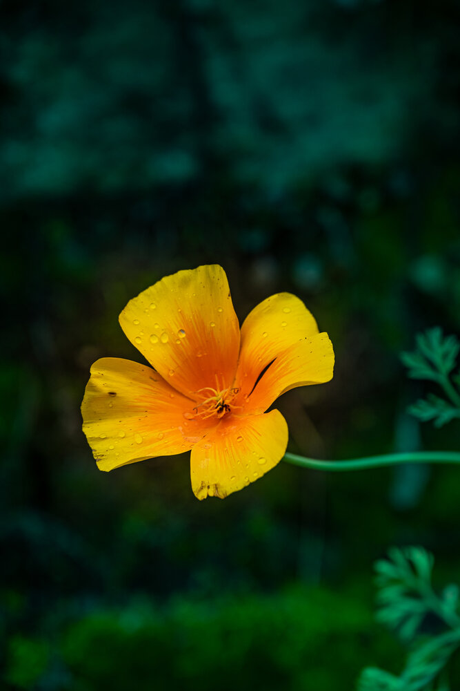 Photograph by sushovan sar