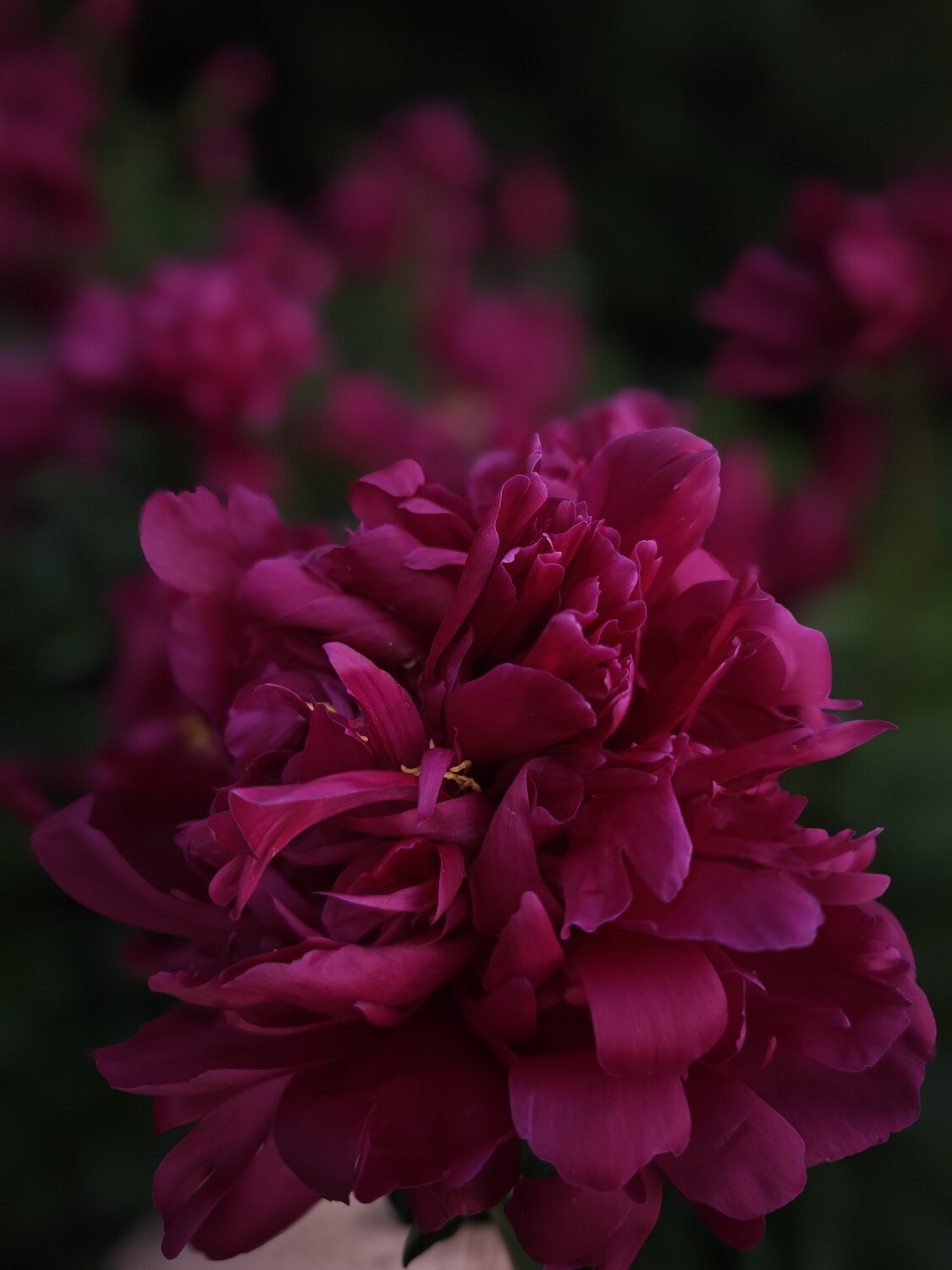 Photo #13858926