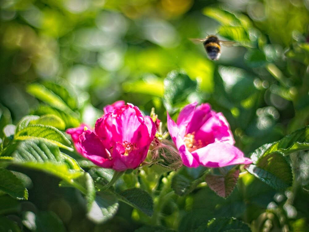 Photograph by Илюшечкина Екатерина