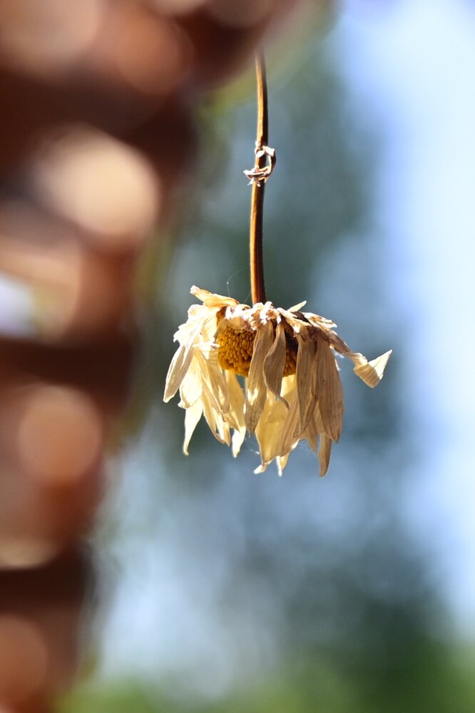Photograph by G Shish