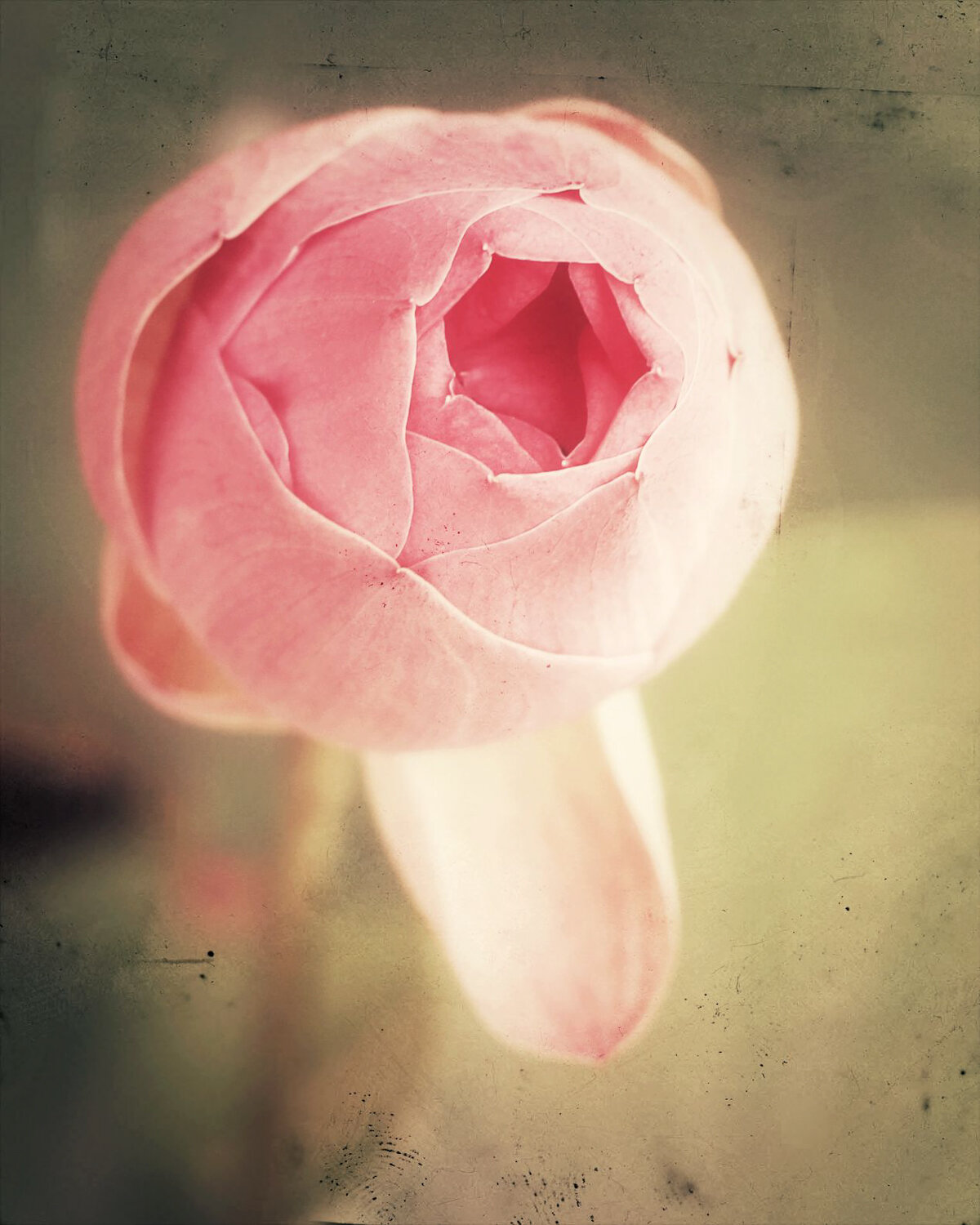Photo #13858971