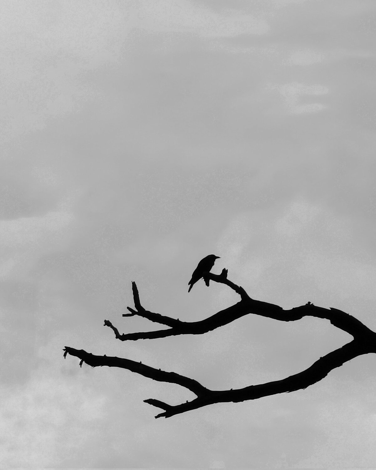 Photo #13859021