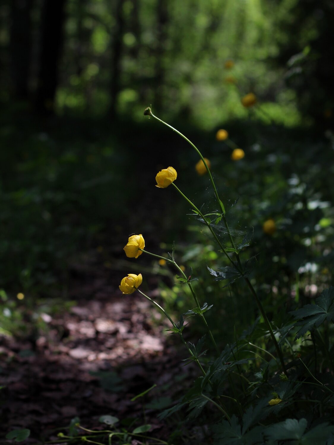 Photo #13859046