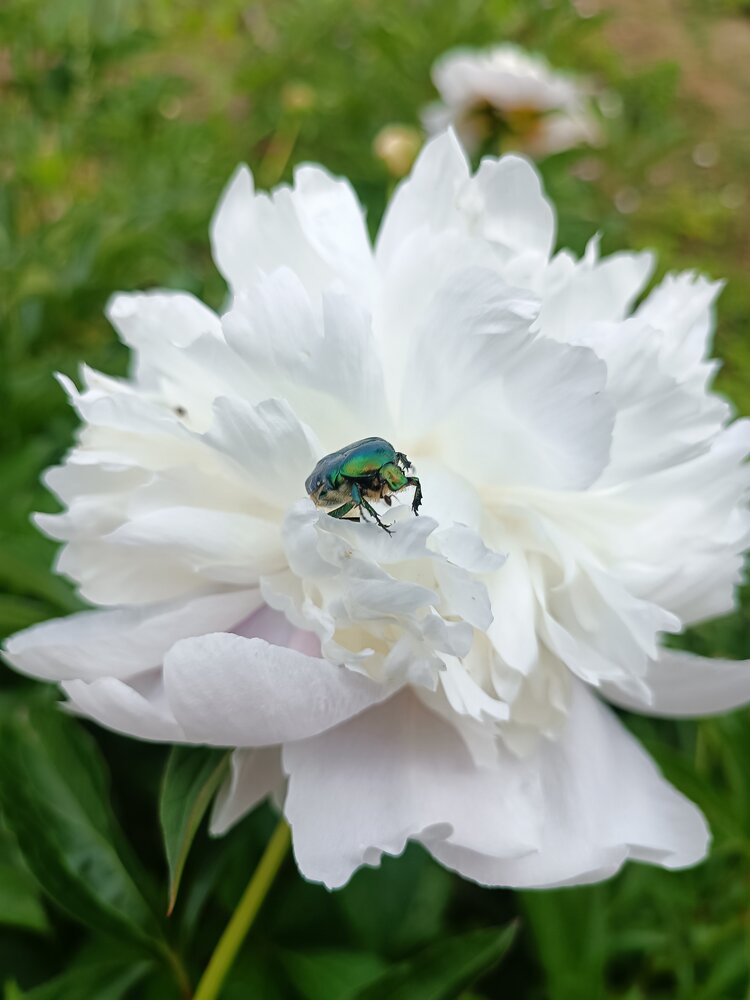 Photograph by Игорь Крапивин