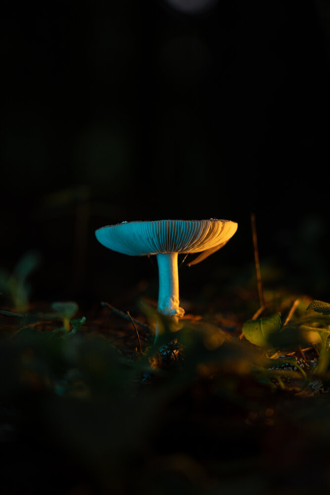 Photograph by Petrovic Dmitry