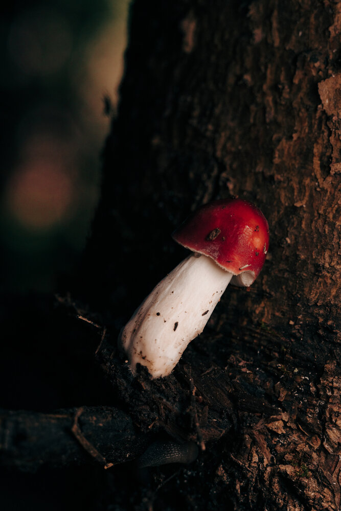 Photograph by Petrovic Dmitry