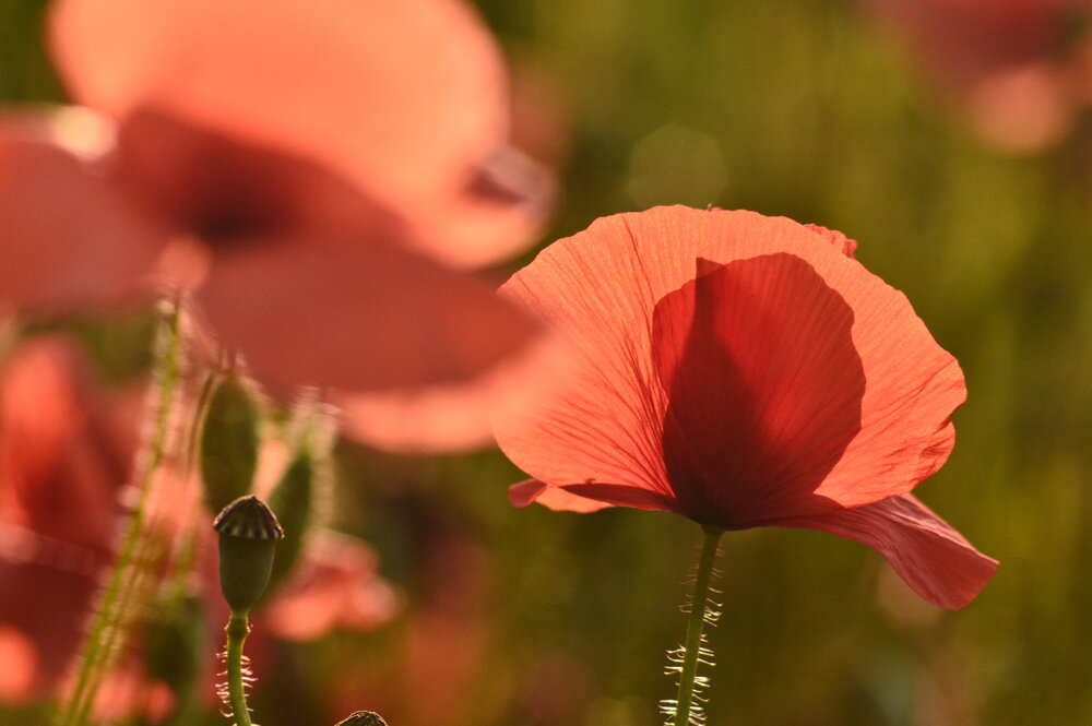 Photograph by Svetlana Timoshenko