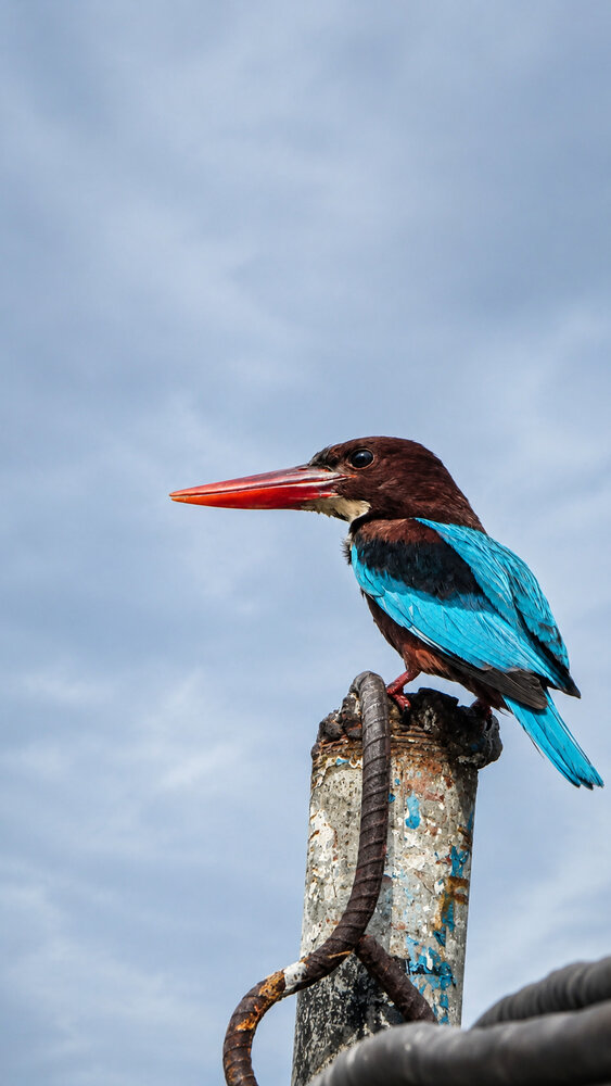 King Fisher near Lake