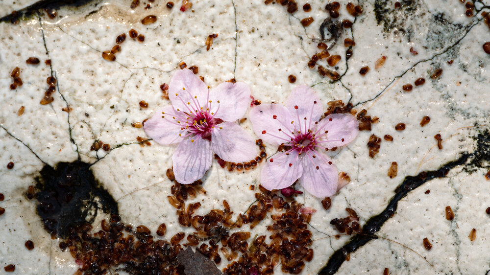 Photograph by Анастасия Богомолова